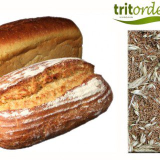 tritordeum